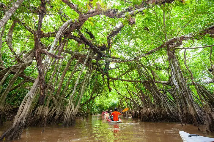 Kayakers paddling through a magical mangrove tunnel with twisted roots and lush green canopy creating a natural archway in Phang Nga's waterways