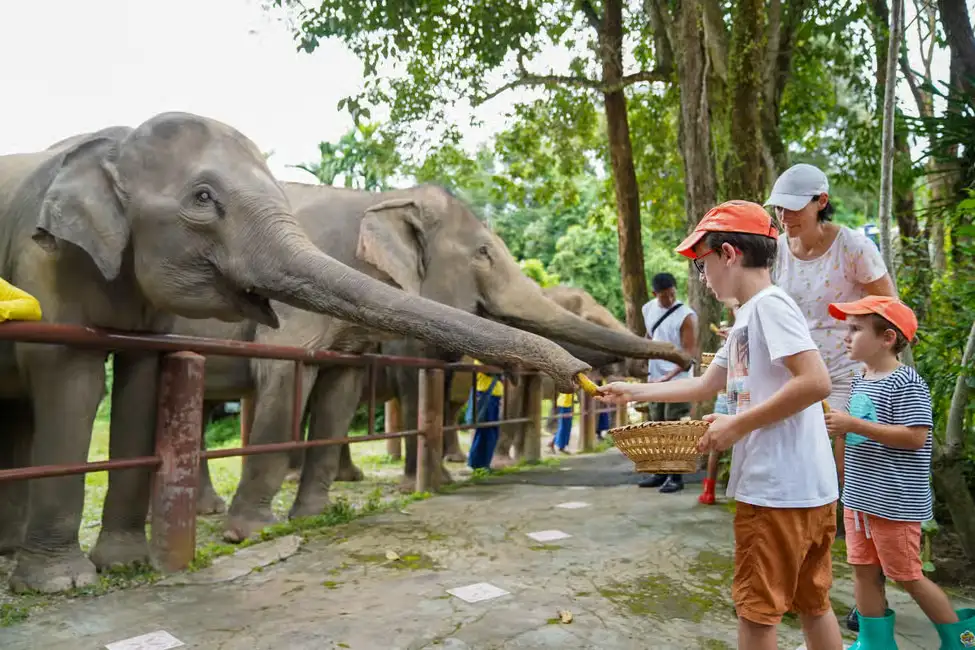 Phuket: Bukit Elephant Park Experience