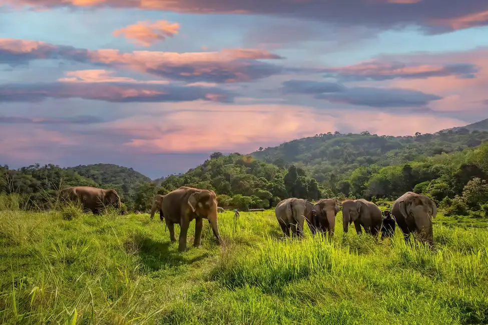 Phuket: Bukit Elephant Park Experience