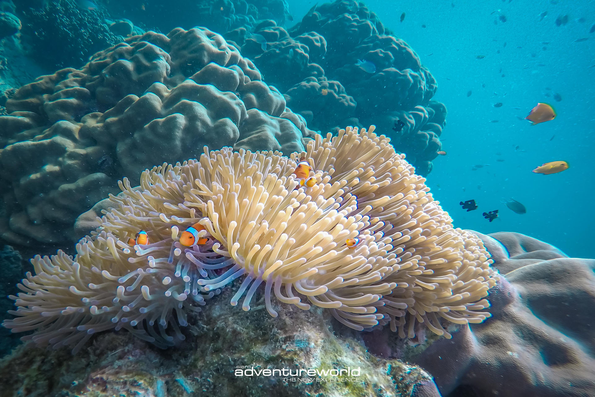 From Phuket: Surin Islands Snorkeling Day Trip