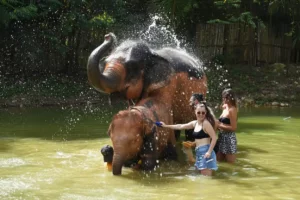 Phuket Half Day or 2 Hour Ethical Elephant Care Sanctuary
