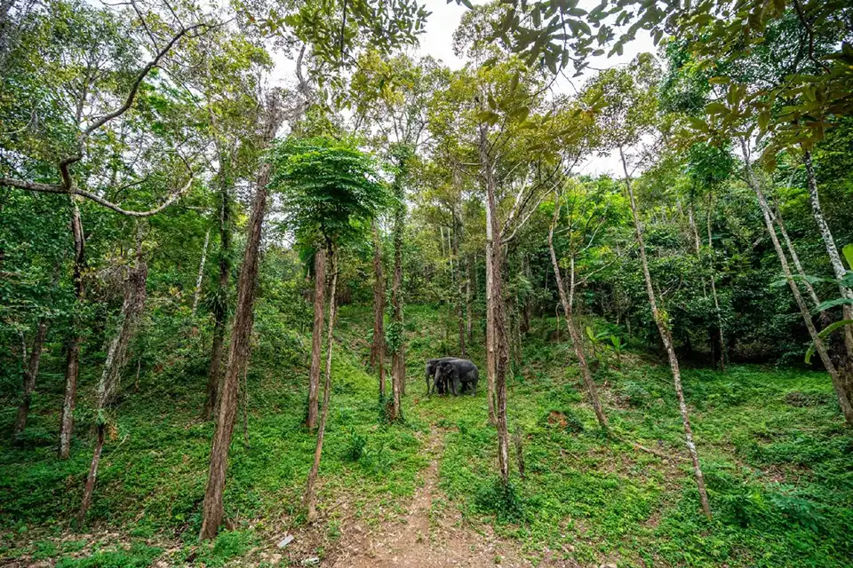Phuket half day or 2 hour ethical elephant care sanctuary Nai Dee