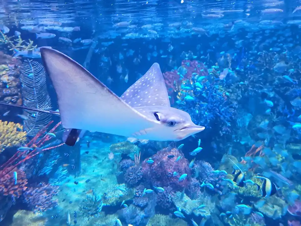 Aquaria Phuket Ticket