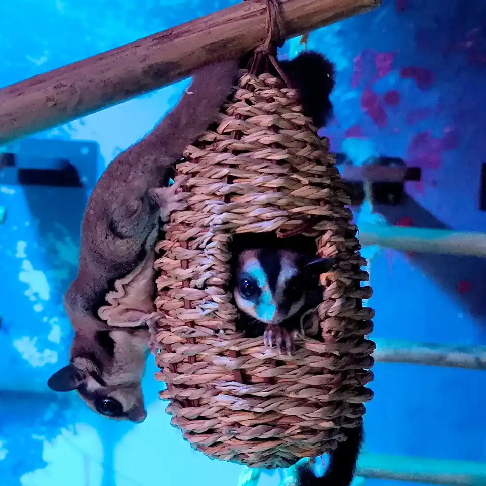 Aquaria Phuket Ticket