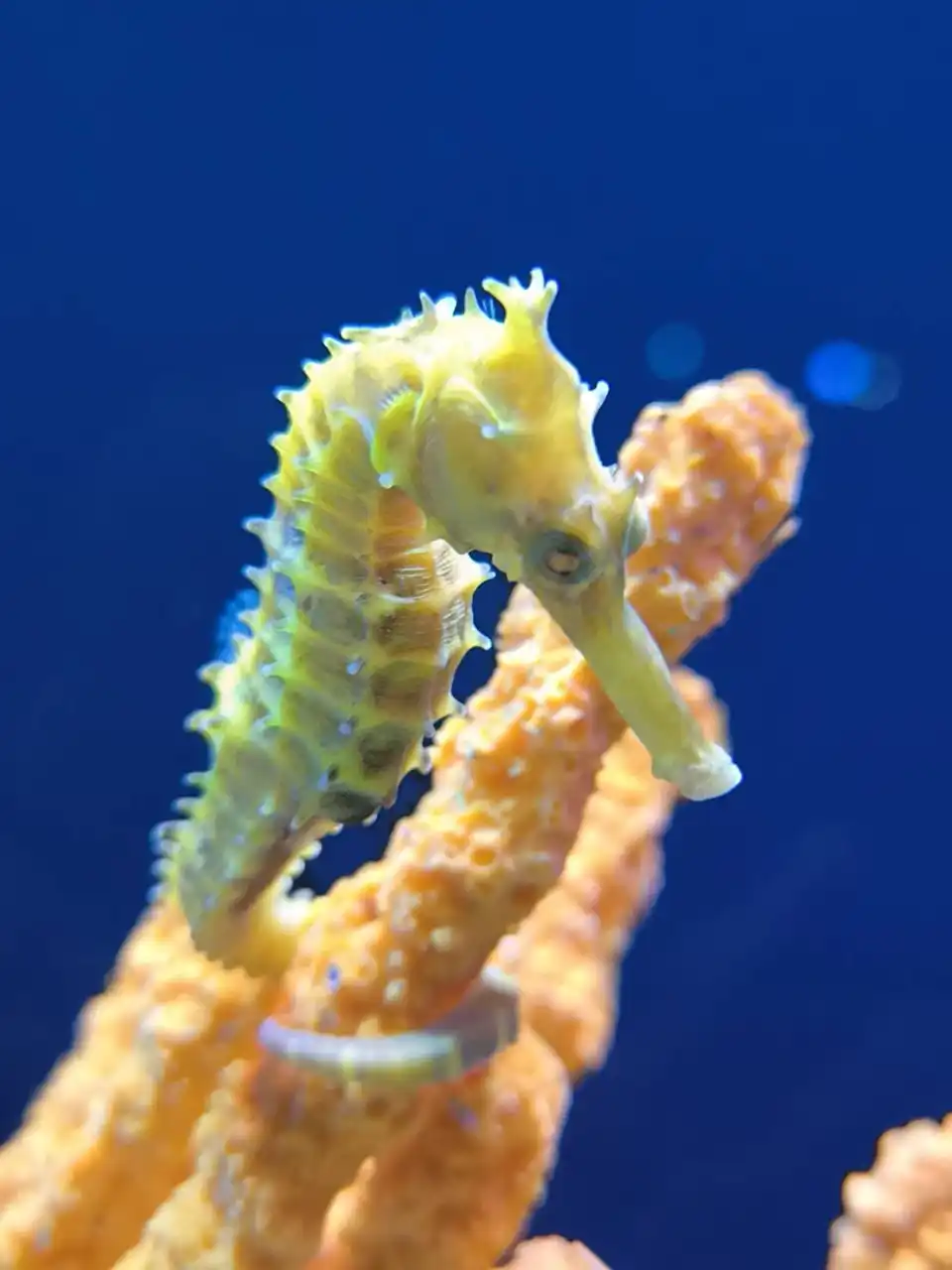 Aquaria Phuket Ticket
