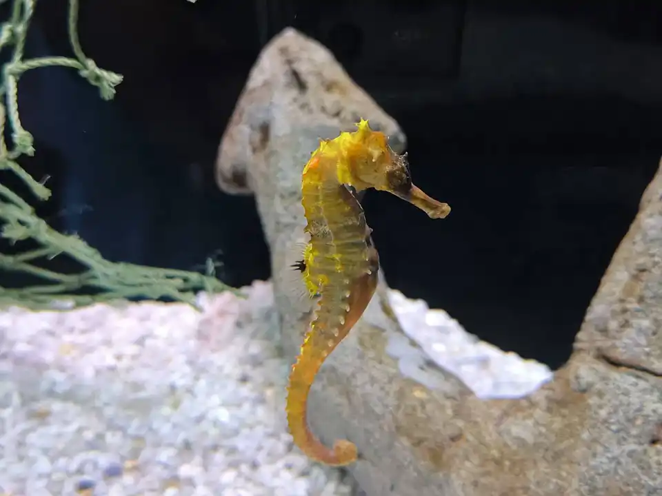 Aquaria Phuket Ticket