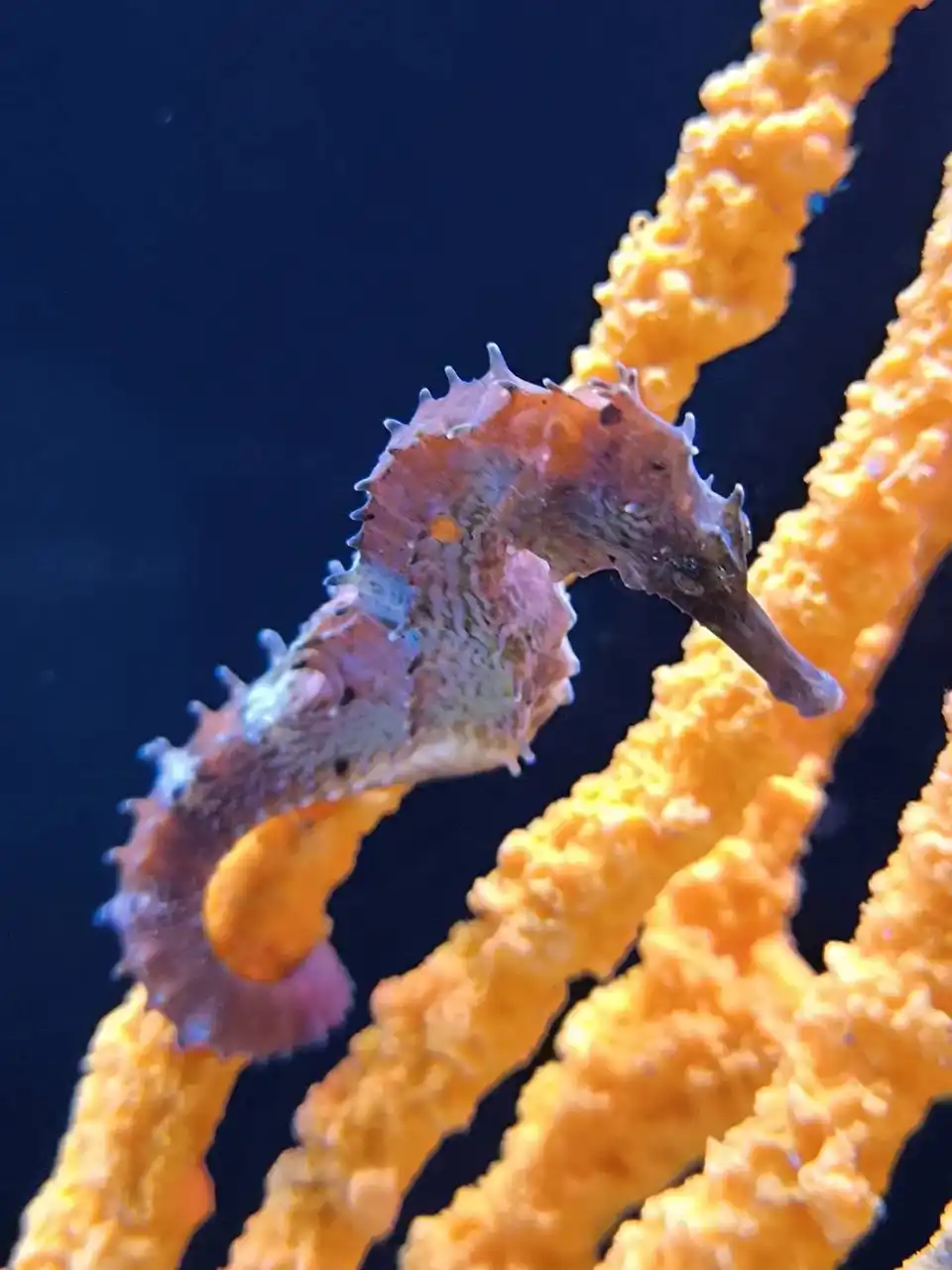 Aquaria Phuket Ticket