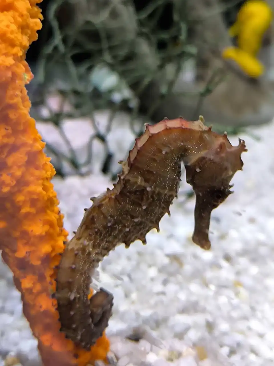 Aquaria Phuket Ticket