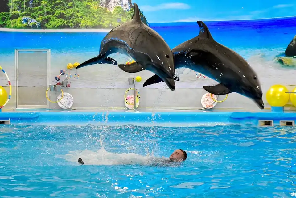 Dolphins Bay Phuket Ticket