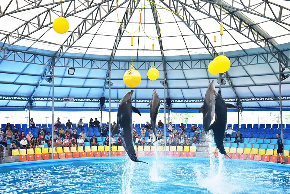 Dolphins Bay Phuket Ticket