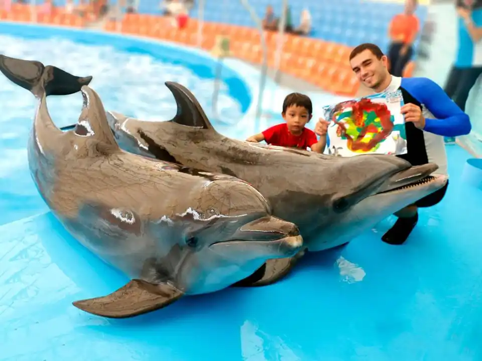 Dolphins Bay Phuket Ticket