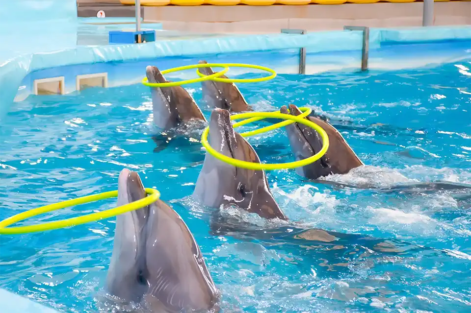 Dolphins Bay Phuket Ticket