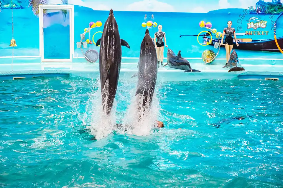 Dolphins Bay Phuket Ticket