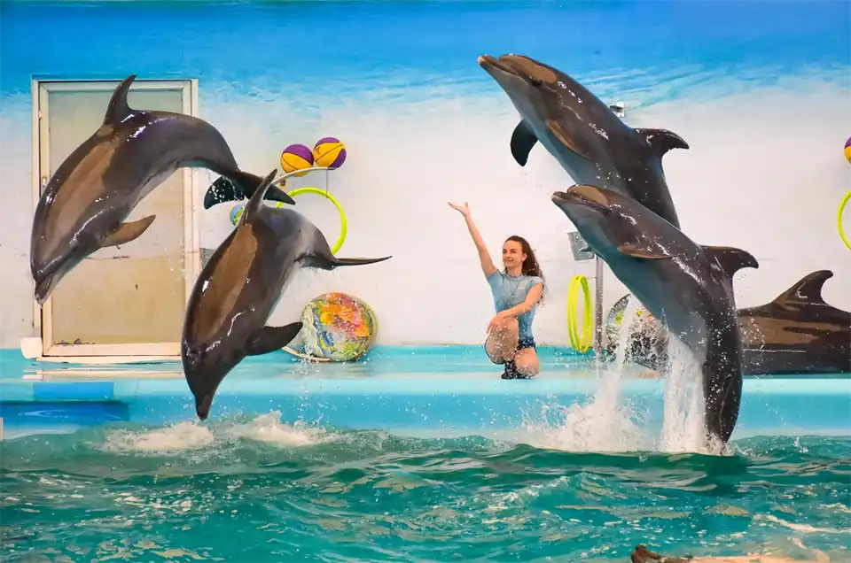 Dolphins Bay Phuket Ticket