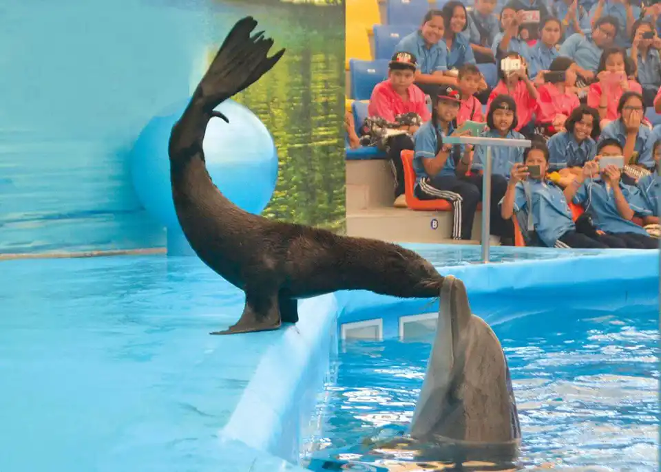 Dolphins Bay Phuket Ticket