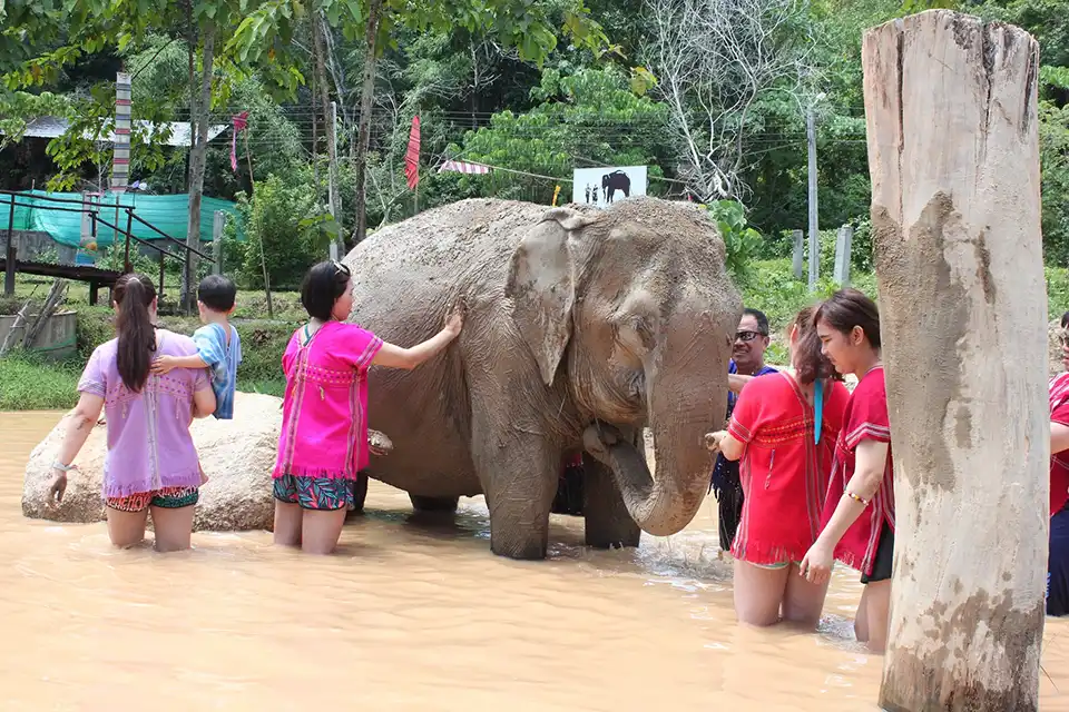 Phuket: Kerchor Elephant Family Park