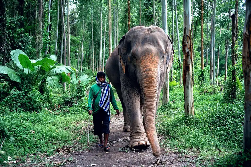 Phuket: Kerchor Elephant Family Park