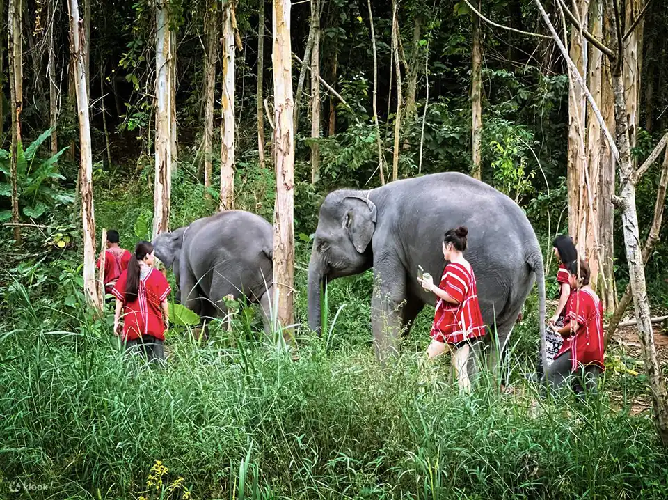 Phuket: Kerchor Elephant Family Park