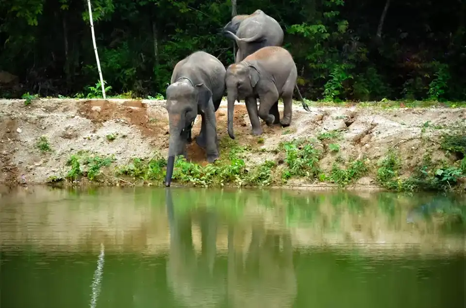 Phuket: Kerchor Elephant Family Park