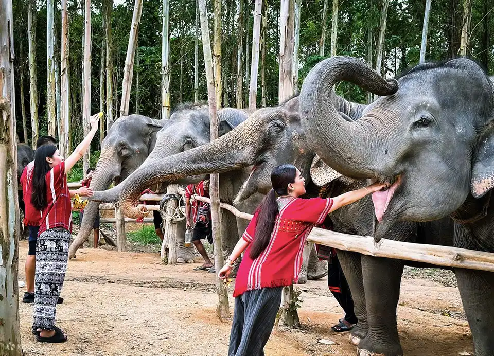 Phuket: Kerchor Elephant Family Park