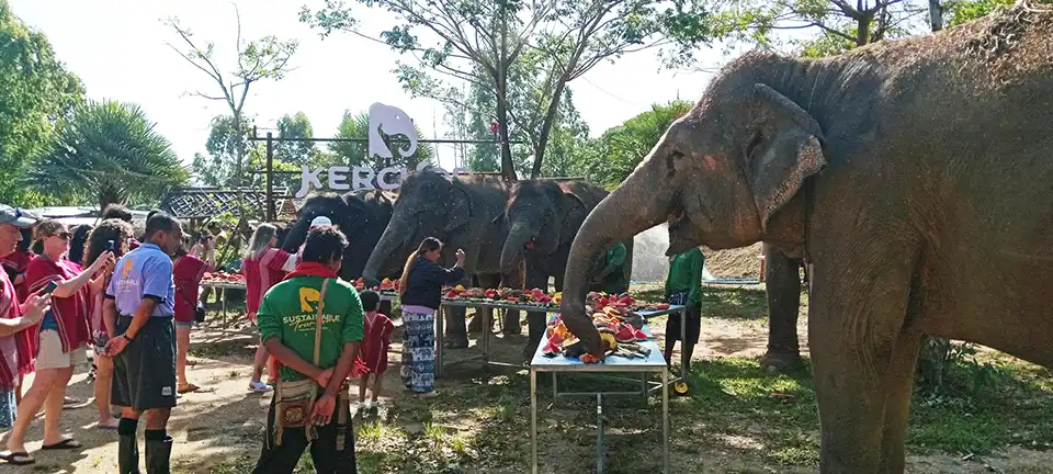 Phuket: Kerchor Elephant Family Park