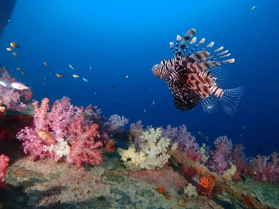 From Phuket: Surin Island One Day Tour by Speed Boat