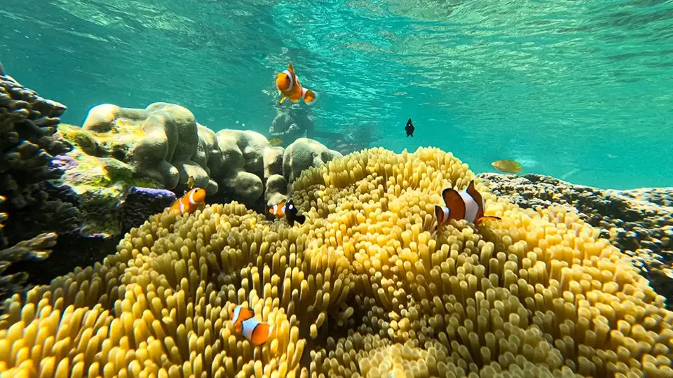 From Phuket: Surin Island One Day Tour by Speed Boat