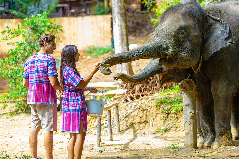 Phuket: Patong Elephant Hug Experience