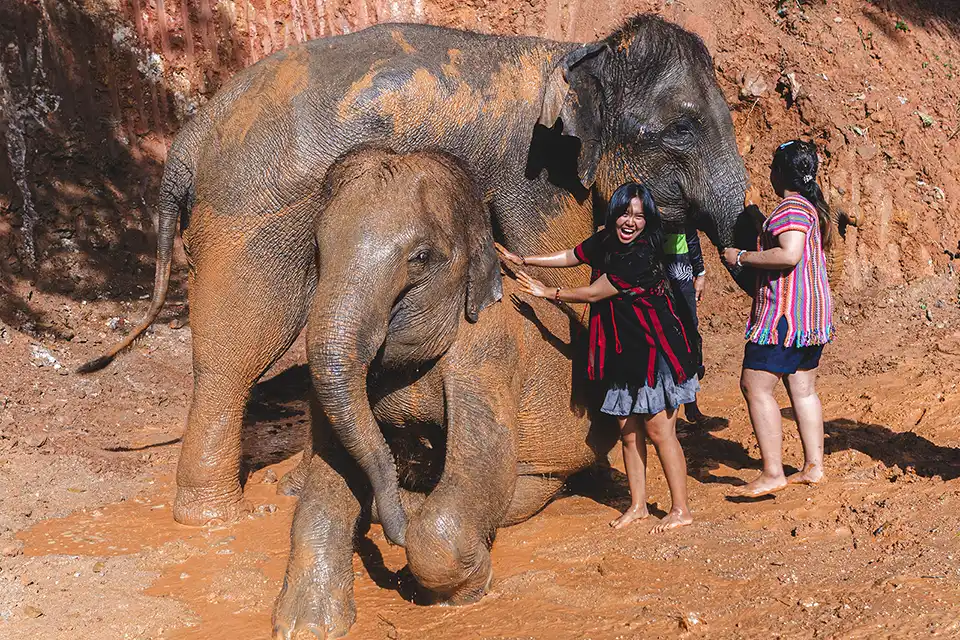 Phuket: Patong Elephant Hug Experience