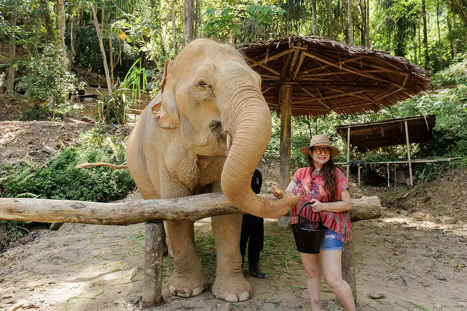 Phuket: Patong Elephant Hug Experience