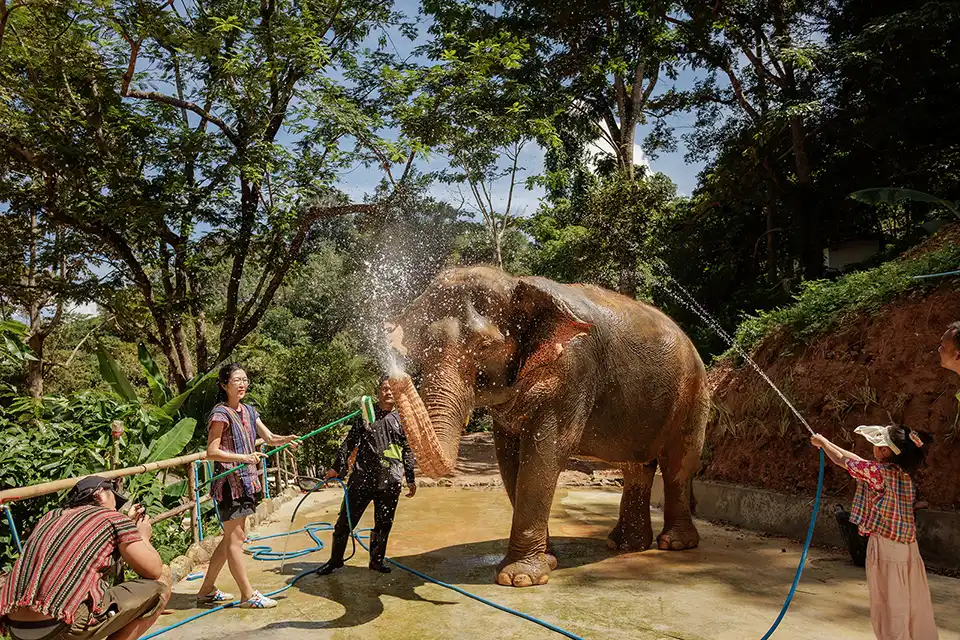Phuket: Patong Elephant Hug Experience