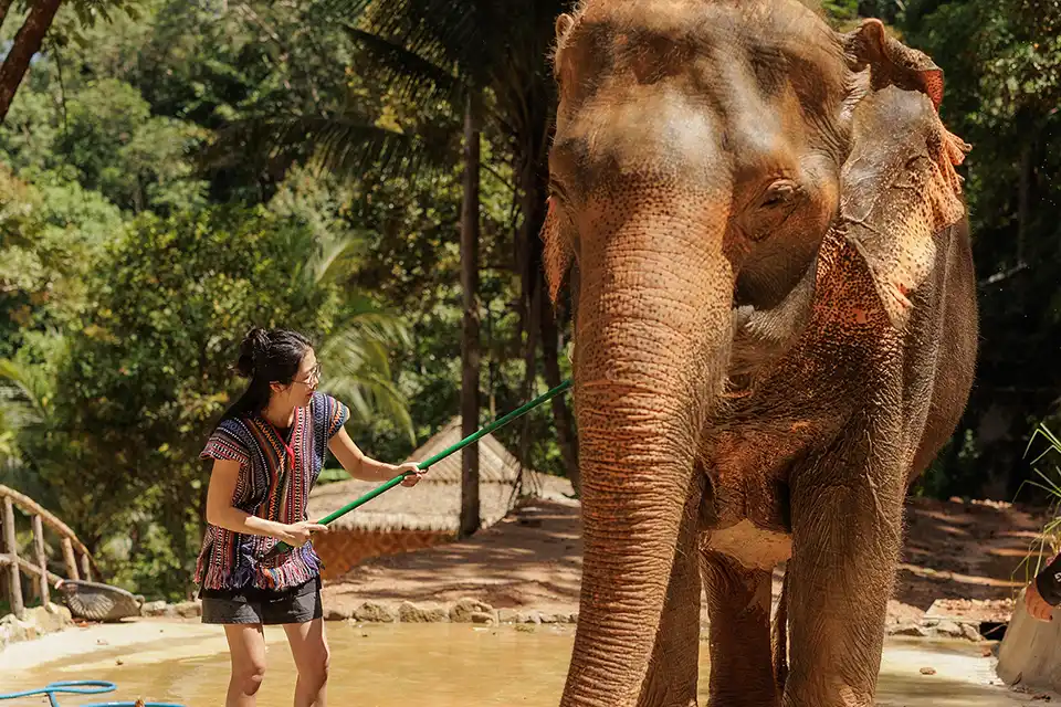 Phuket: Patong Elephant Hug Experience