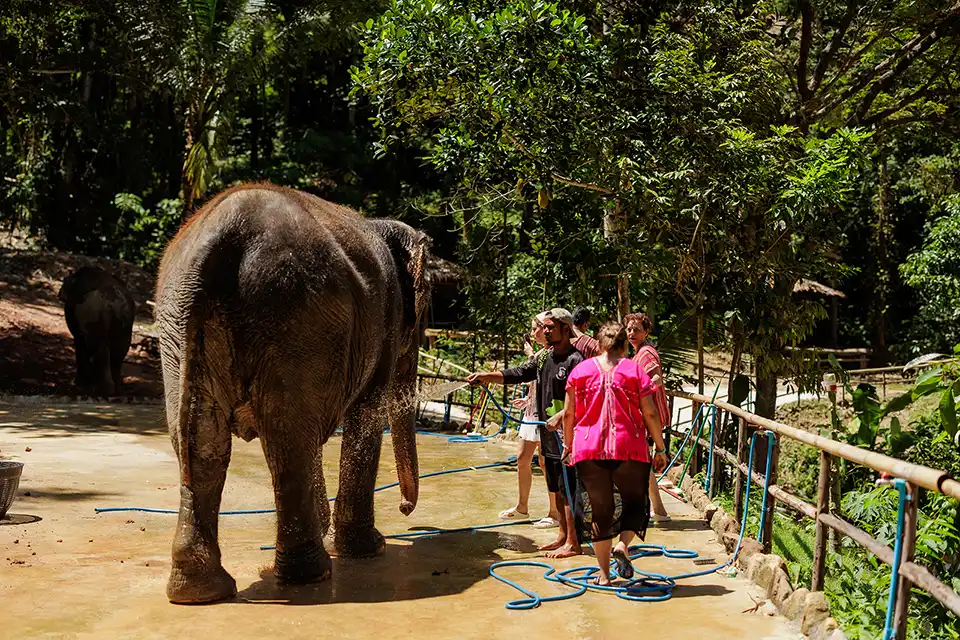 Phuket: Patong Elephant Hug Experience