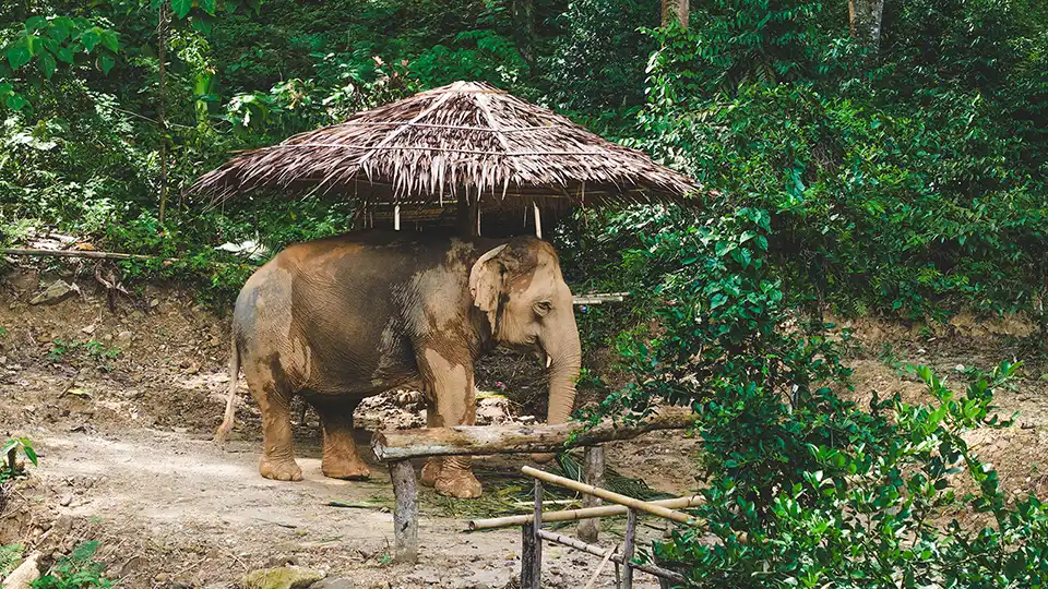 Phuket: Patong Elephant Hug Experience