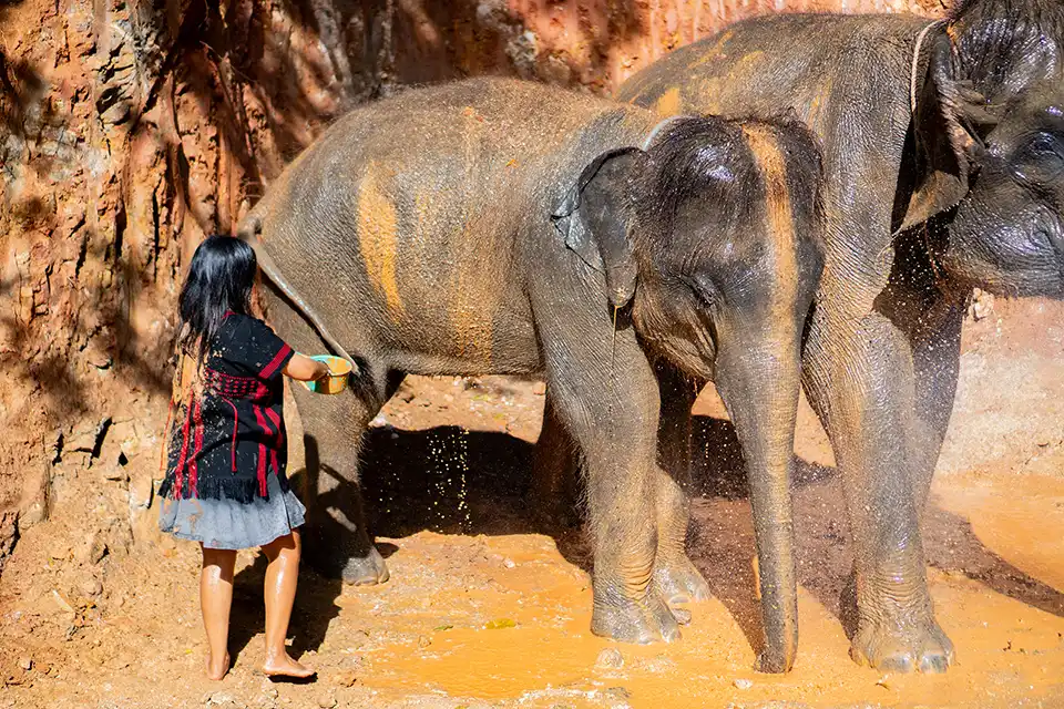 Phuket: Patong Elephant Hug Experience